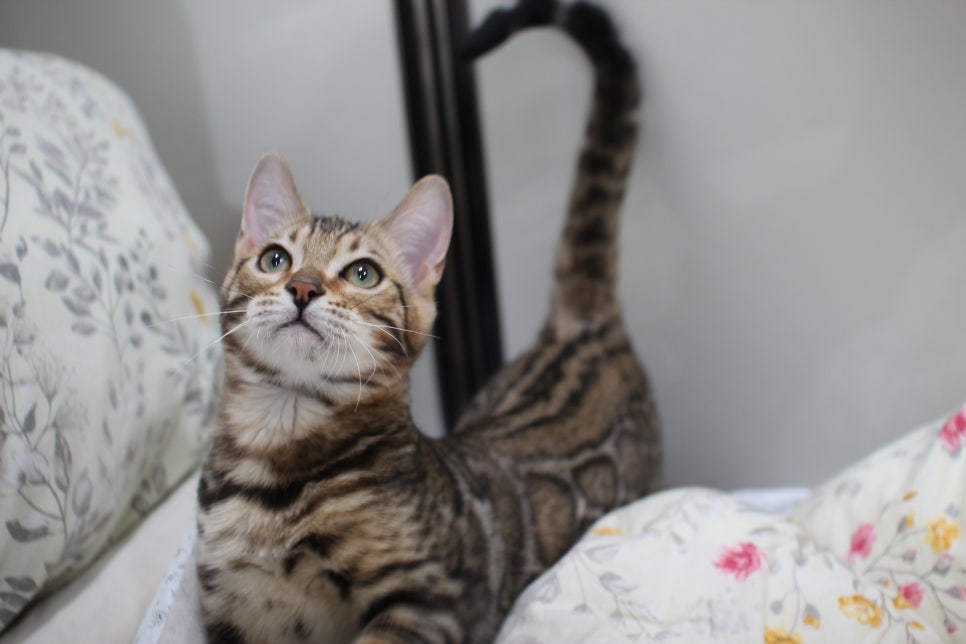 포동포동 귀염둥이 뱅갈고양이 남아예요~ 관련 이미지 2