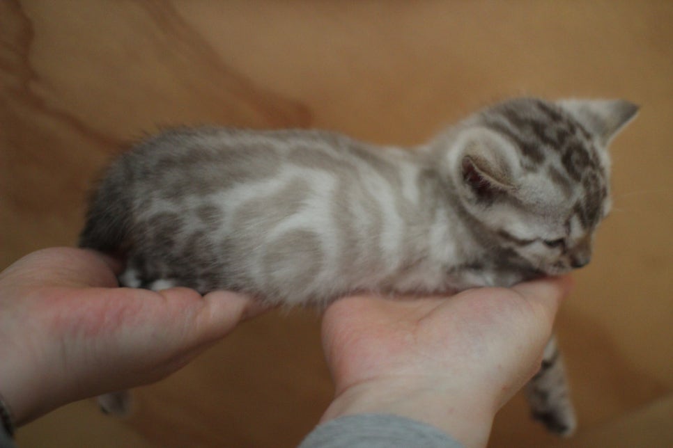 스노우뱅갈고양이 여아예요~ 관련 이미지 9