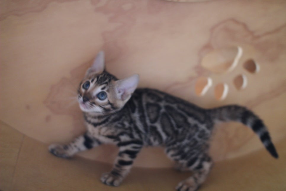 뱅갈고양이분양 무늬와 건강이 최고 관련 이미지 11