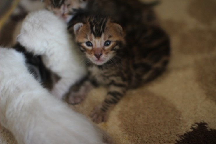뱅갈고양이 꼬물이 무탈히 성장하고 있습니다~ 관련 이미지 2