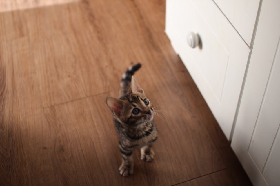 앙증맞은 귀염둥이 브라운 뱅갈고양이 여아 분양해요~ 관련 이미지 2