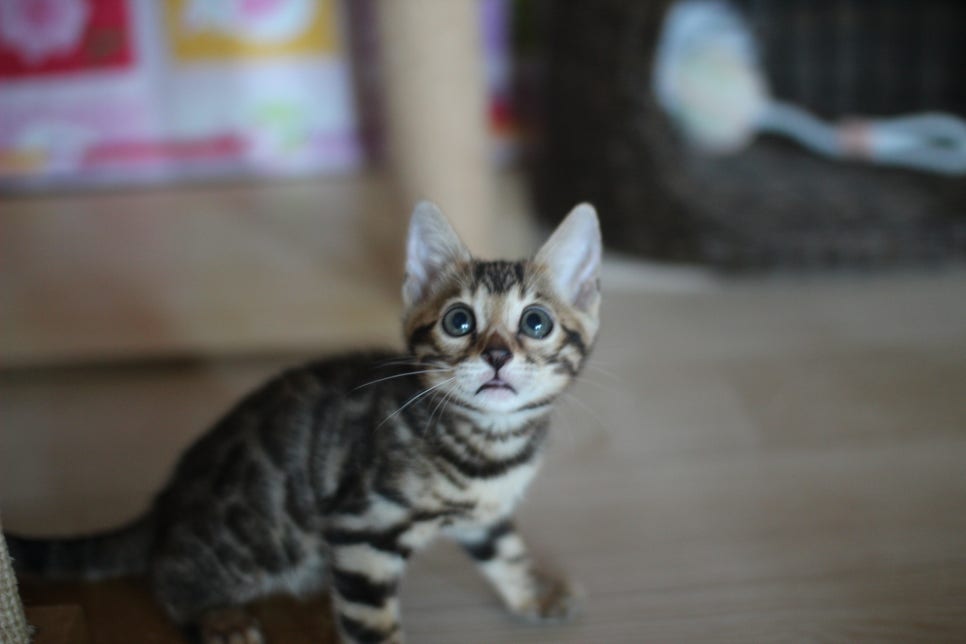 뱅갈고양이분양 부티가 넘치는 아이들 관련 이미지 1