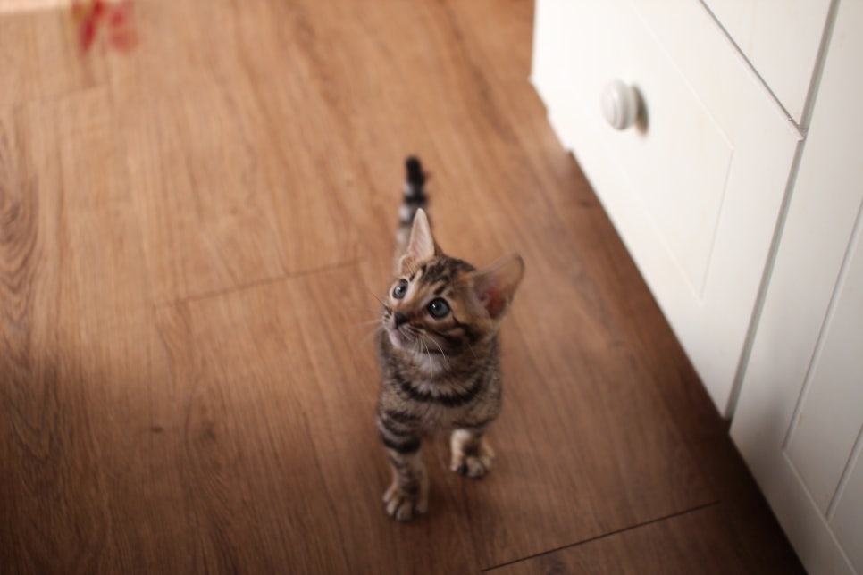 앙증맞은 귀염둥이 브라운 뱅갈고양이 여아 분양해요~ 관련 이미지 1