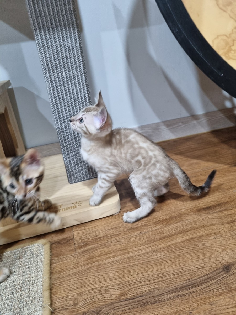 실밍크뱅갈고양이 남아 분양해요~ 관련 이미지 7