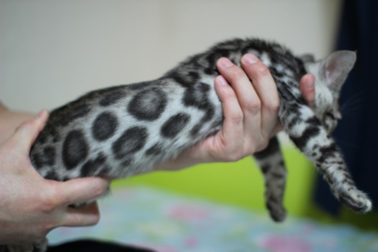 깡총깡총 실버 뱅갈고양이 남아 분양 관련 이미지 2