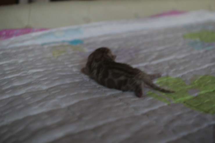 실밍크 뱅갈고양이 꼬맹이 남아 입니다~ 관련 이미지 3