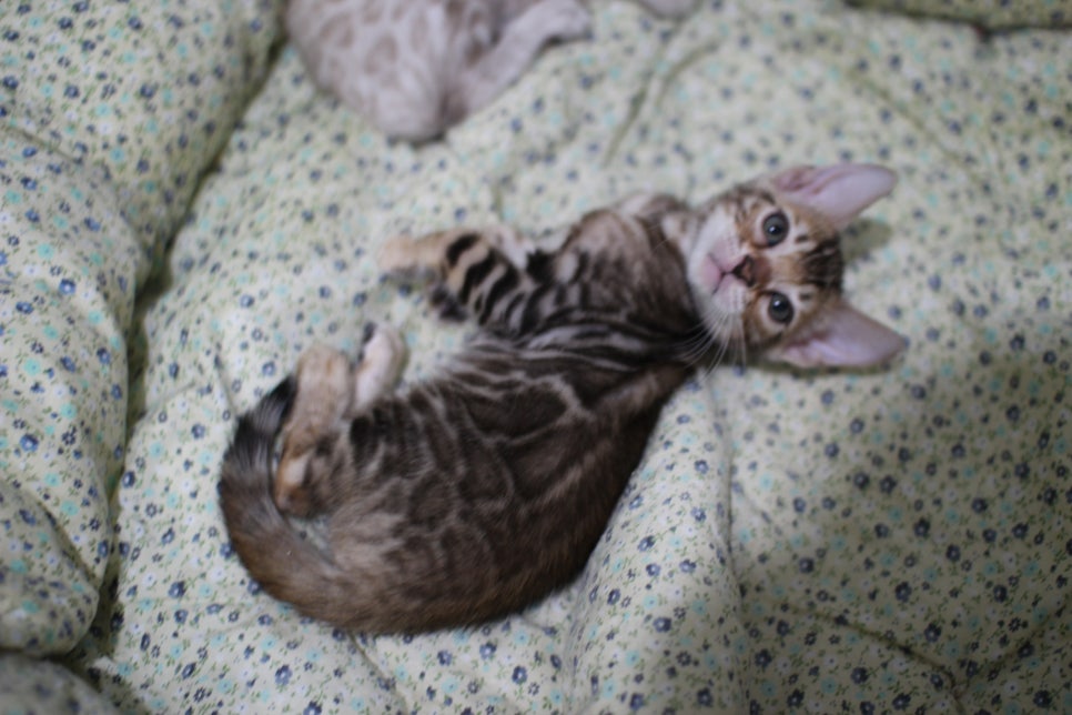 브라운 뱅갈고양이 여아 분양해요~ 관련 이미지 2