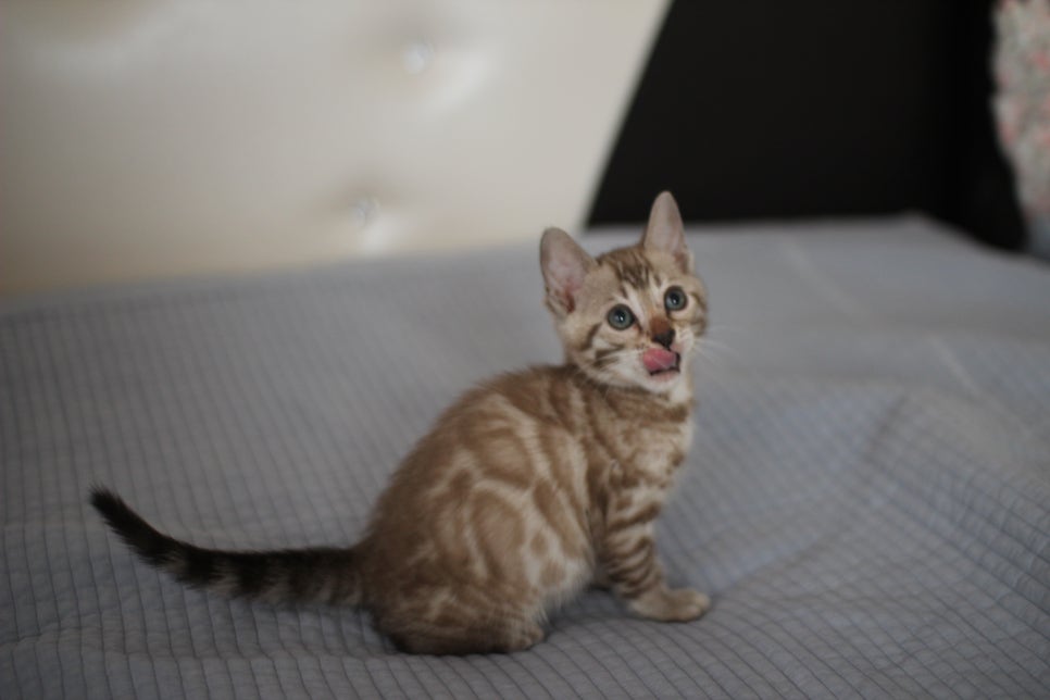 실밍크뱅갈고양이 여아 드림이~ 관련 이미지 4