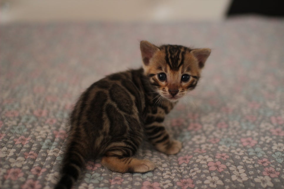 브라운 남아,여아 분양합니다~ 관련 이미지 2