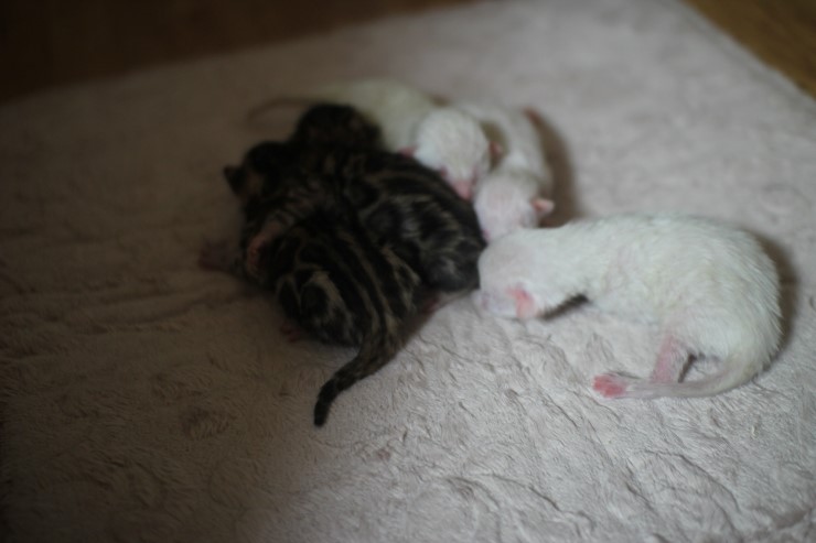 뱅갈고양이 꼬물이들 3일째~ 관련 이미지 4