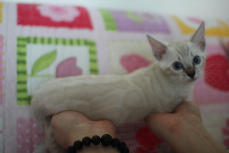 실밍크뱅갈고양이 영웅이에 꼬마 신부들~ 관련 이미지 4