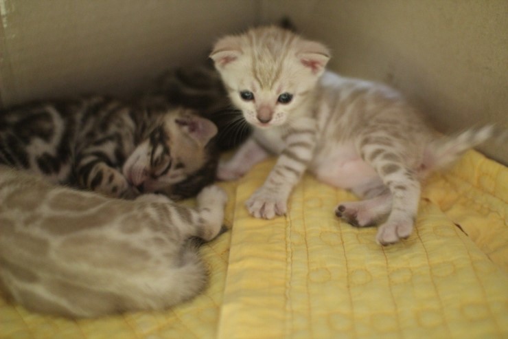 스노우 뱅갈고양이 밍크 키퍼 여아~ 관련 이미지 9