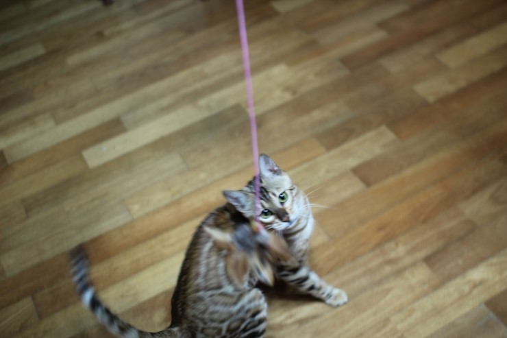 뱅갈고양이 스텔라 신났구나~~ 관련 이미지 4