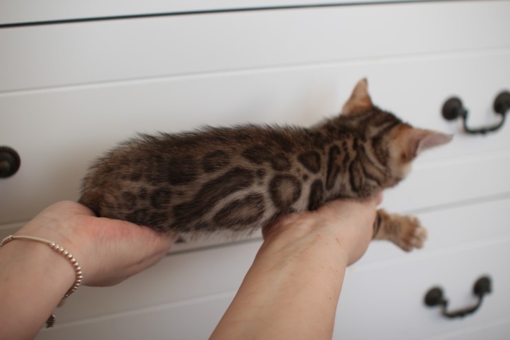 뱅갈고양이 분양 완전히 빠졌네 빠졌어~ 관련 이미지 39