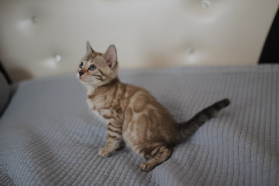 실밍크뱅갈고양이 여아 드림이~ 관련 이미지 6