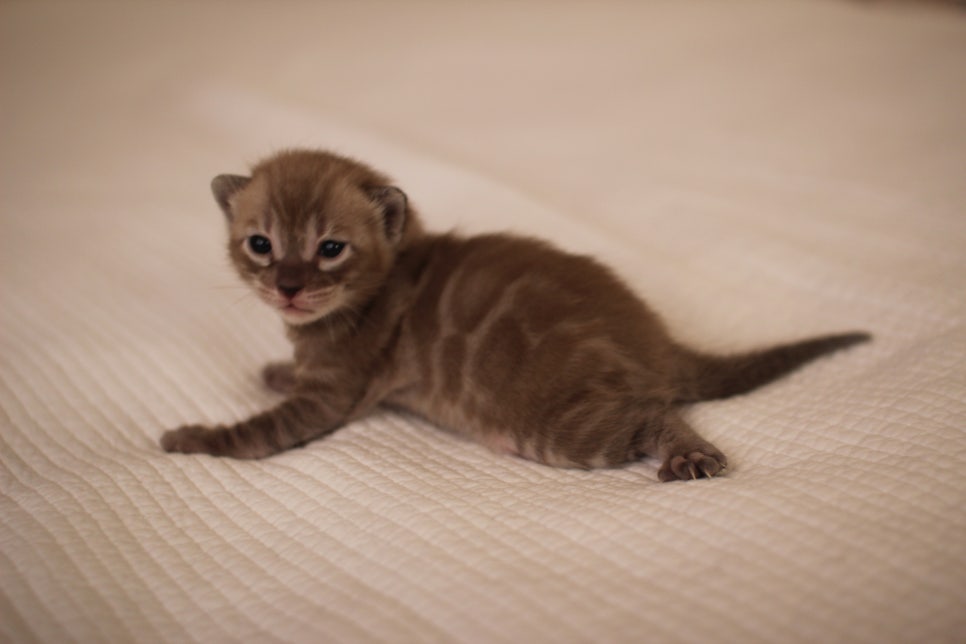 고퀄리티 스노우뱅갈고양이 아이들 분양합니다~ 관련 이미지 10