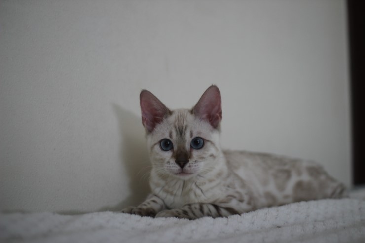 뱅갈고양이,뱅갈고양이 분양,점점 진해지는 초아~~~ 관련 이미지 2