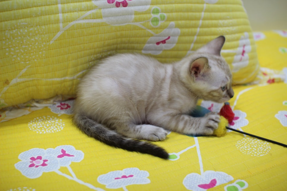 엄청난 순둥이 스노우뱅갈고양이 남아 분양해요~ 관련 이미지 13