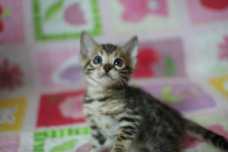 뱅갈고양이 분양 진정한 개냥이란? 관련 이미지 15