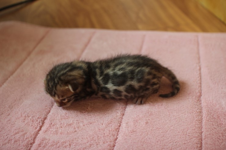 뱅갈고양이 4형제 눈 떴습니다~ 관련 이미지 15