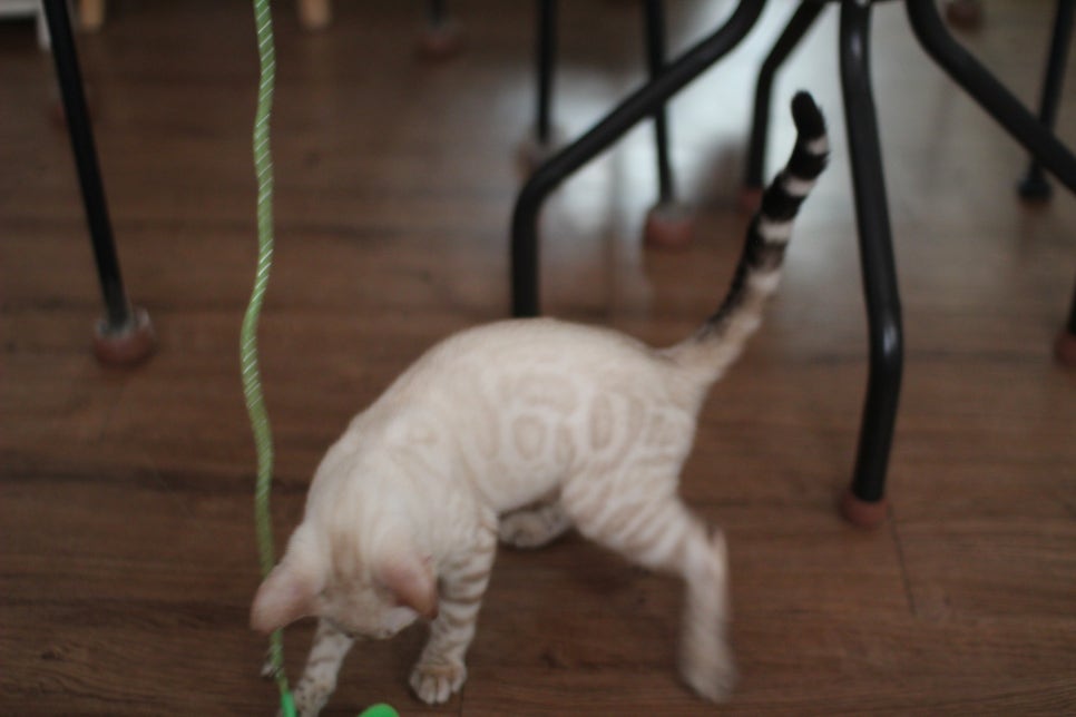 스노우뱅갈고양이 덩치 큰 여아예요~ 관련 이미지 11