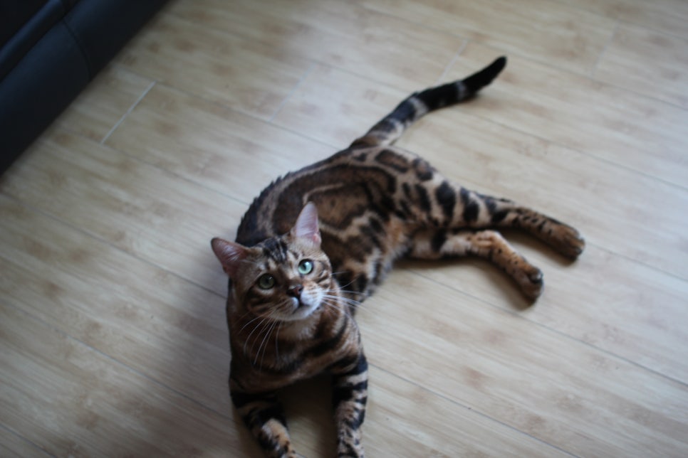 뱅갈고양이 블랙홀 강아지야 고양이야? ^^ 관련 이미지 12