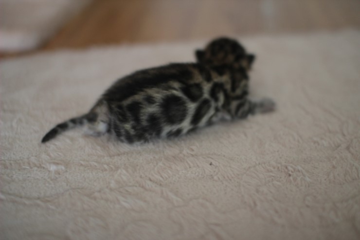 뱅갈고양이 꼬물이 남아예요~ 관련 이미지 3