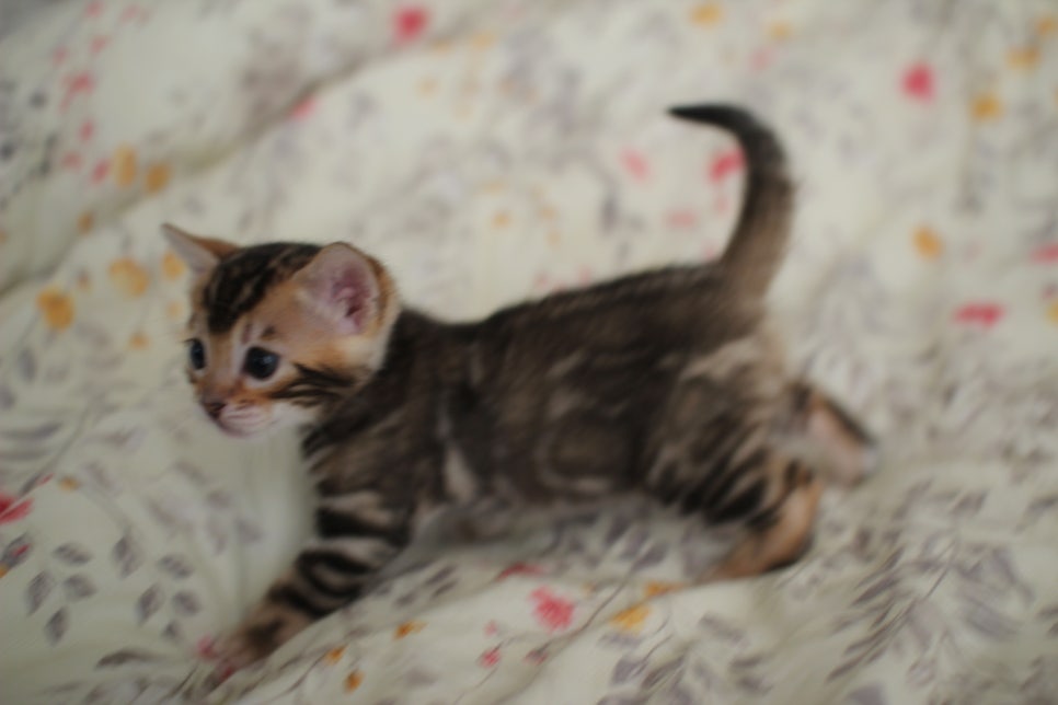 뱅갈고양이 꼬맹이 하루하루 쑥쑥 멋지게 성장중~ 관련 이미지 11