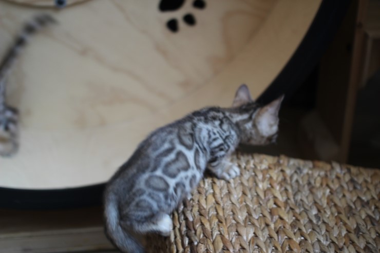 뱅갈고양이 꼬맹이들 사진이예요~ 관련 이미지 18