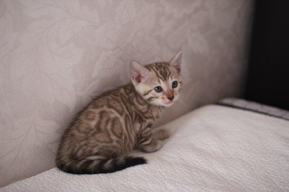 뱅갈고양이분양 고민하지 마세요! 관련 이미지 7