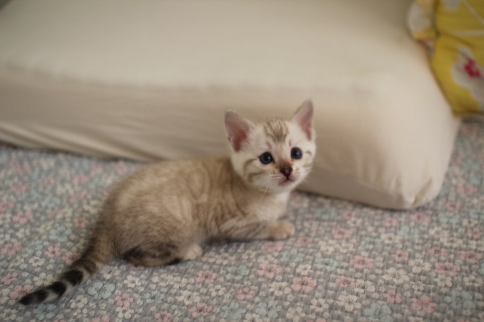 스노우뱅갈고양이 여아 분양해요~ 관련 이미지 14