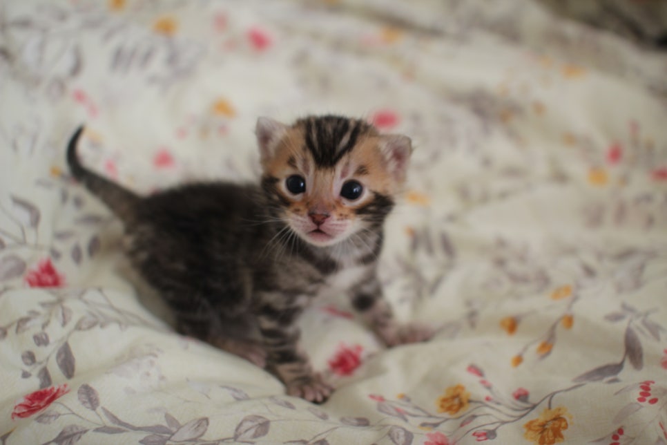 아가 뱅갈고양이 벌써부터 개냥이에 모습이~ 관련 이미지 9