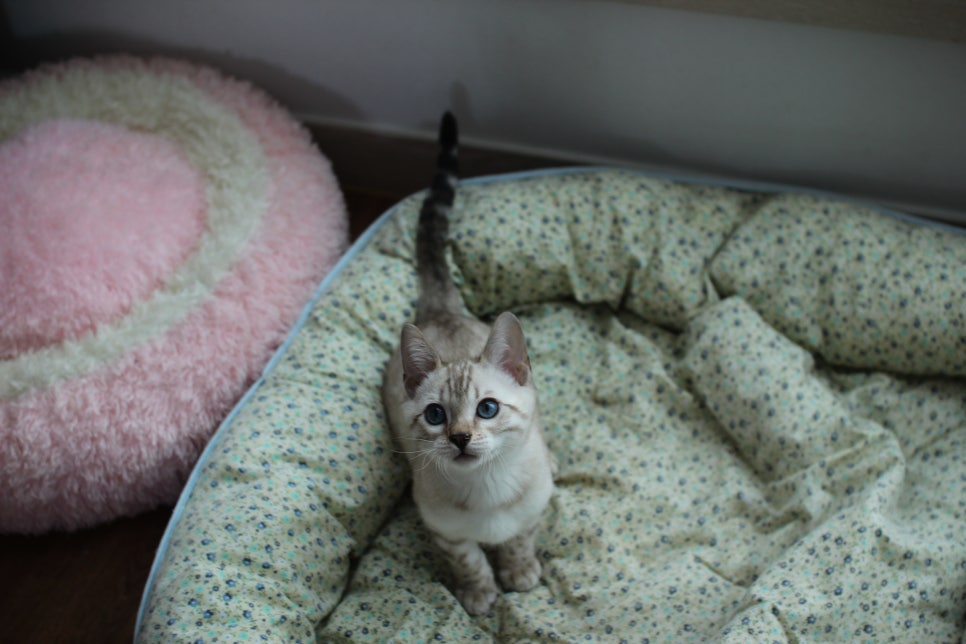 스노우뱅갈고양이 남아 분양해요~ 관련 이미지 1