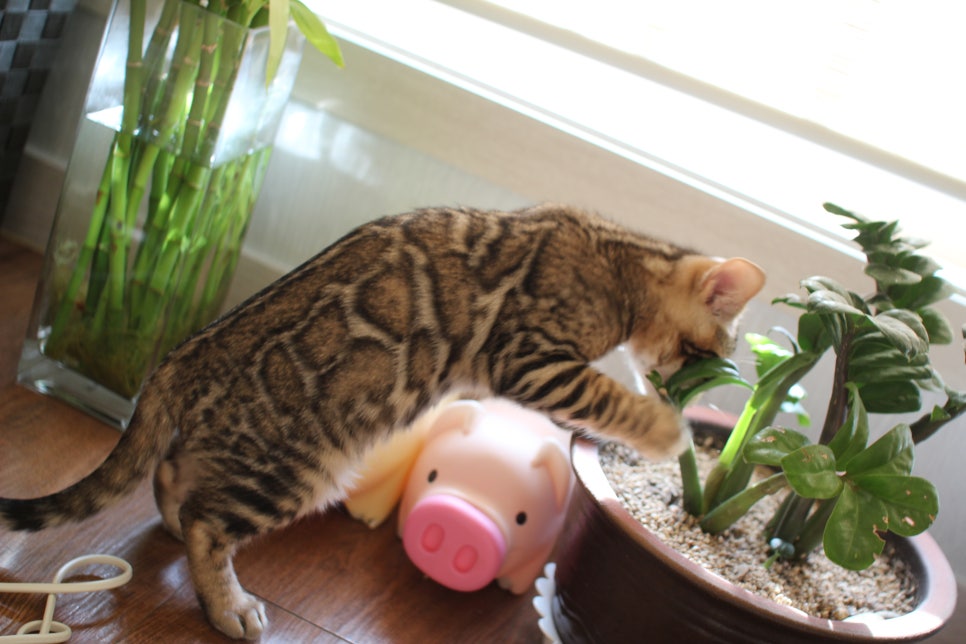 낯가림 제로 성격 최고 개냥이 뱅갈고양이 남아 분양해요~ 관련 이미지 4