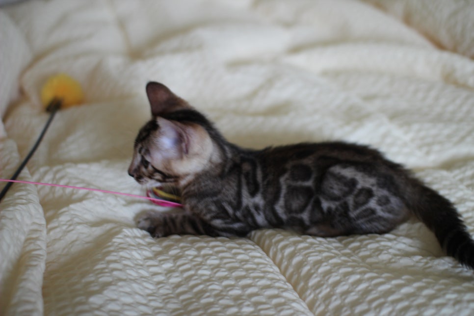 뱅갈고양이 막둥이 분양해요~ 관련 이미지 9