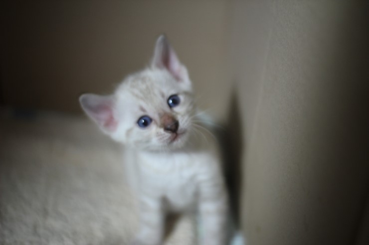 뱅갈고양이 꼬맹이들 많이 컸어요~ 관련 이미지 2