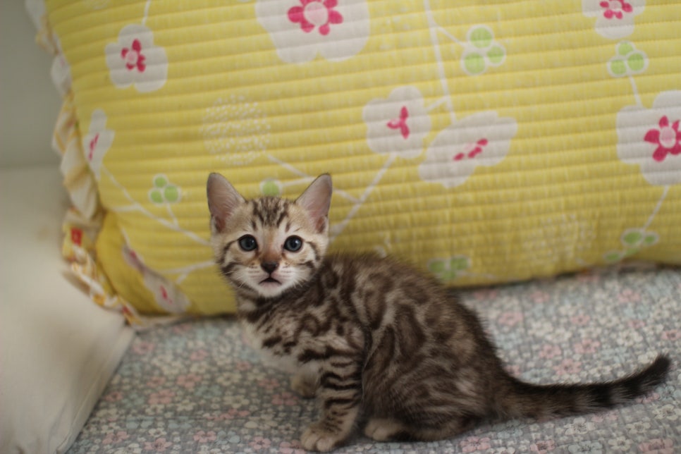 세피아 뱅갈고양이 남아 분양해요~ 관련 이미지 6