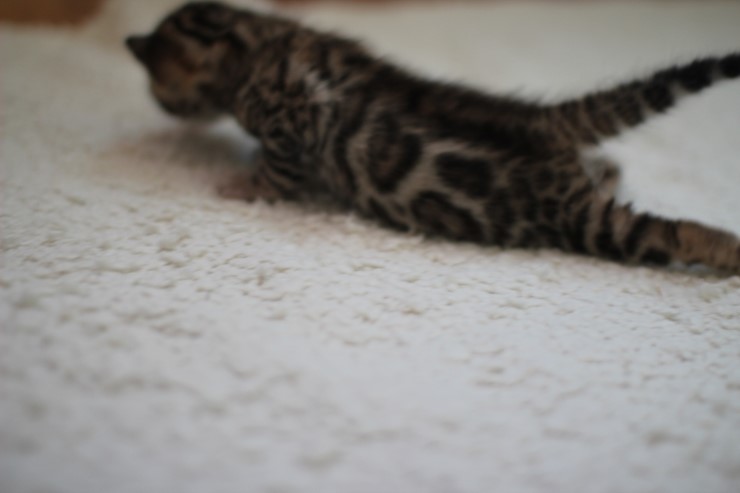 브라운 뱅갈고양이 여아예요~ 관련 이미지 11