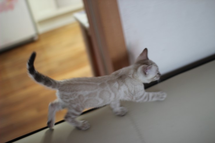 스노우 뱅갈고양이 내사랑 밍돌이~ 관련 이미지 4