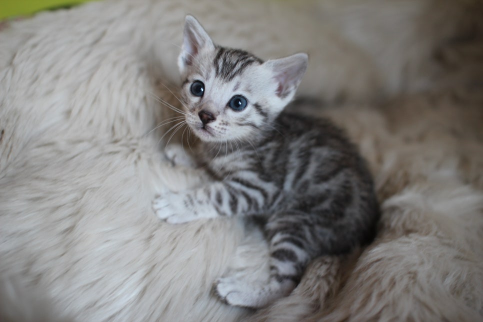 뱅갈고양이 분양 부티가 흘러요 흘러~ 관련 이미지 10