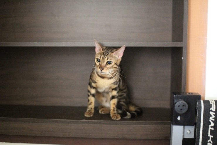 뱅갈고양이,스노우뱅갈고양이,뱅갈고양이분양 스노우 꼬맹이 재롱에 귀여워 죽겠어요 ㅎㅎㅎㅎㅎㅎ 관련 이미지 5