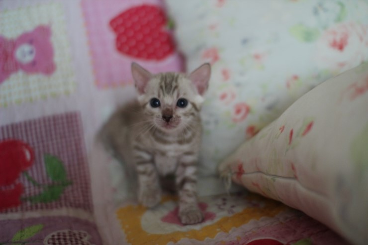 스노우뱅갈고양이 분양 벌써부터 개냥이야 관련 이미지 4