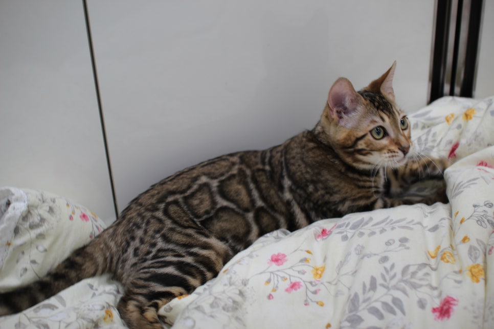 포동포동 귀염둥이 뱅갈고양이 남아예요~ 관련 이미지 4