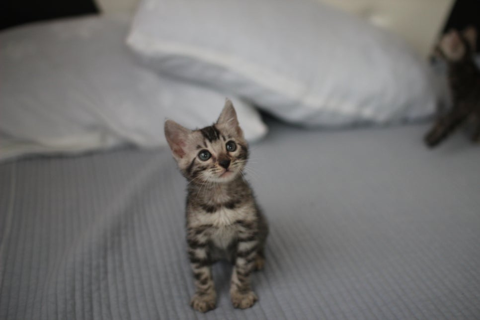 실버뱅갈고양이 남아 입니다..요청 하신분 보세요... 관련 이미지 1