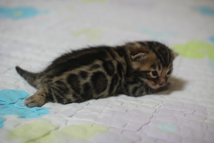 뱅갈고양이 빅로젯 남아 입니다~ 관련 이미지 9