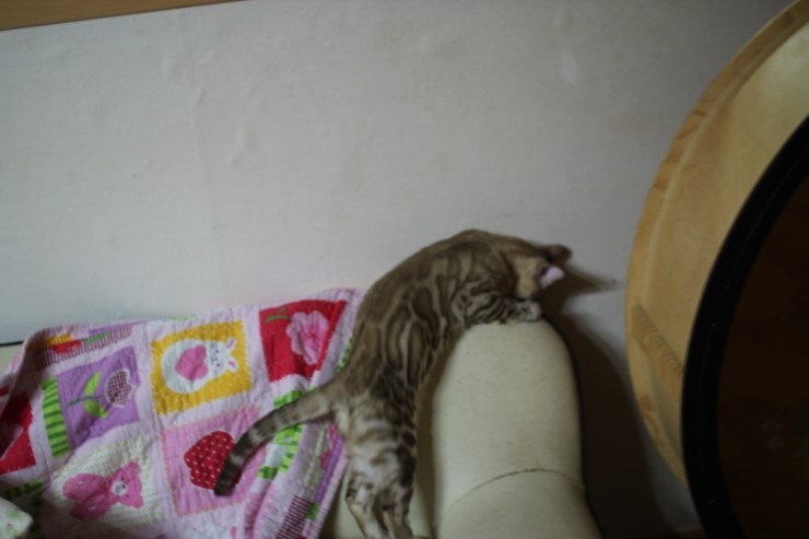 실밍크 뱅갈고양이 킹이예요~~ 관련 이미지 26