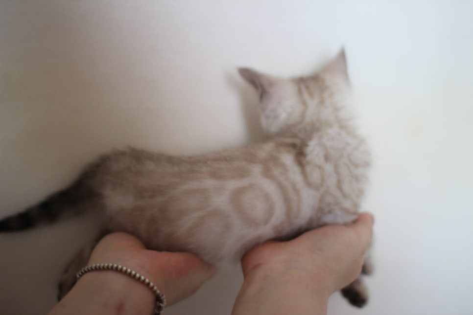 스노우 뱅갈고양이 남아에요~ 관련 이미지 11