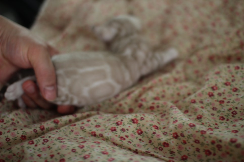 어메이징 실밍크뱅갈고양이 여아 브리딩 타입 분양해요~ 관련 이미지 4