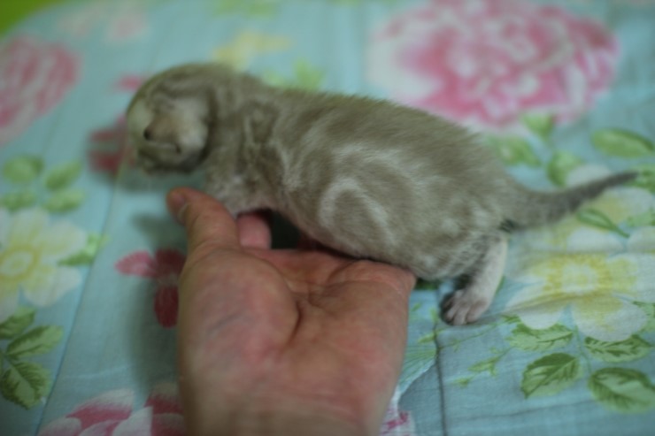 실밍크 스노우 뱅갈고양이 남아 꼬맹이예요 관련 이미지 2
