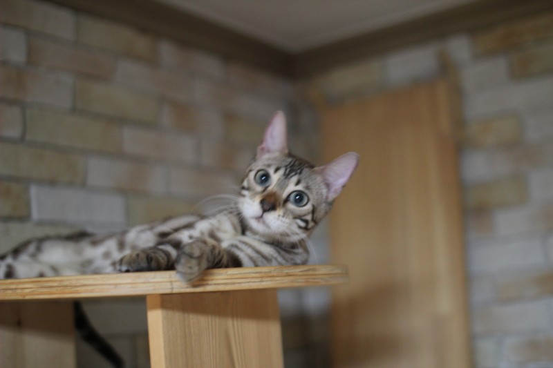 초미묘에 순한 개냥이 실밍크뱅갈고양이 성묘 여아 분양해요~ 관련 이미지 2